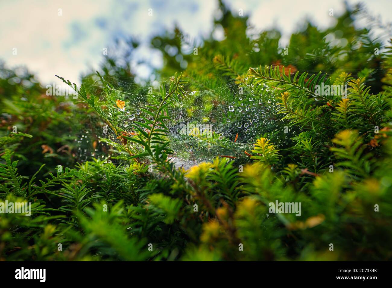 Nahaufnahme eines einsamen Spinnennetzes, das in einem grünen Baum hängt, Blick aus der unteren Perspektive. Stockfoto