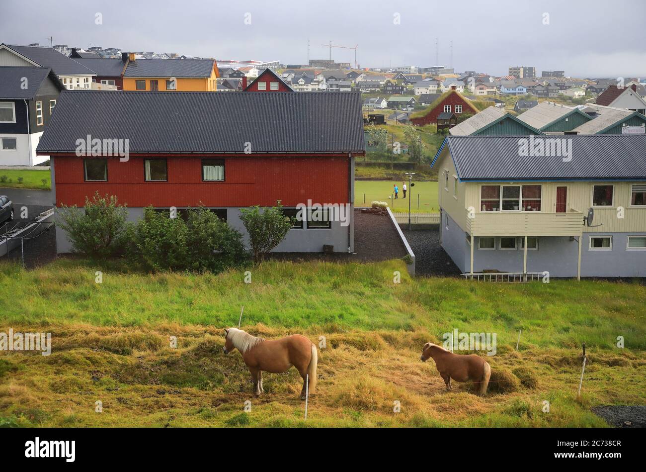 Der Blick von Pferden in einem Hinterhof in einer Wohngegend.Torshavn. Streymoy.Färöer-Inseln.Territorium von Dänemark Stockfoto