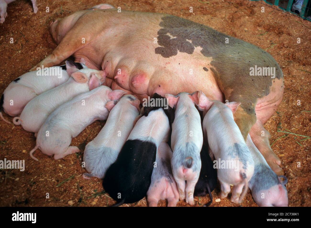 Zehn Kleine Schweinchen Stockfotos Und Bilder Kaufen Alamy