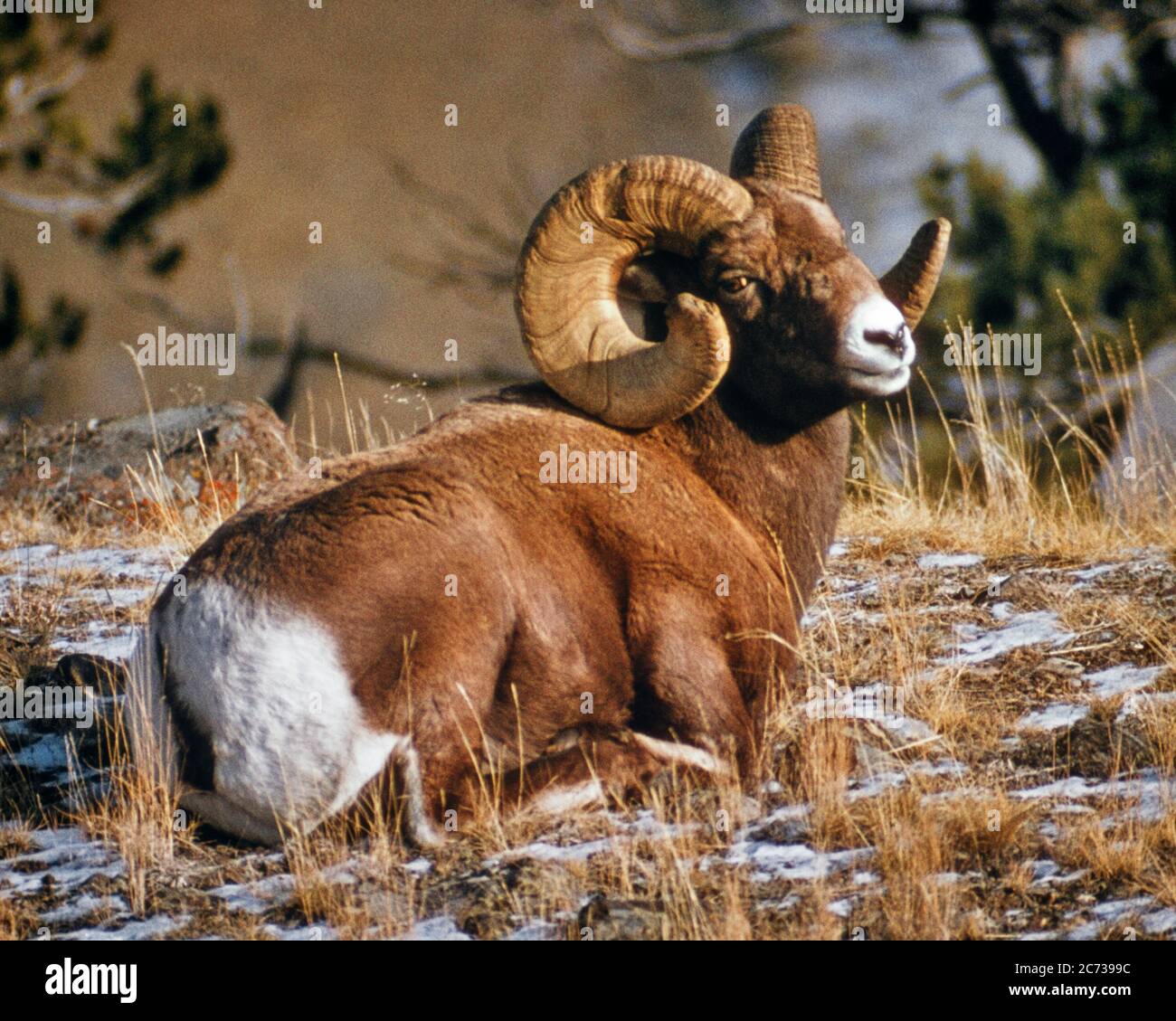 1960S 1970S BIGHORN SHEEP OVIS CANADENSIS RAM IM LEICHTEN SCHNEE LIEGEND BLICK AUF KAMERA FELSIGE BERGE WESTERN NORTH AMERICA - KS11251 LAN001 HARS RAM Stockfoto