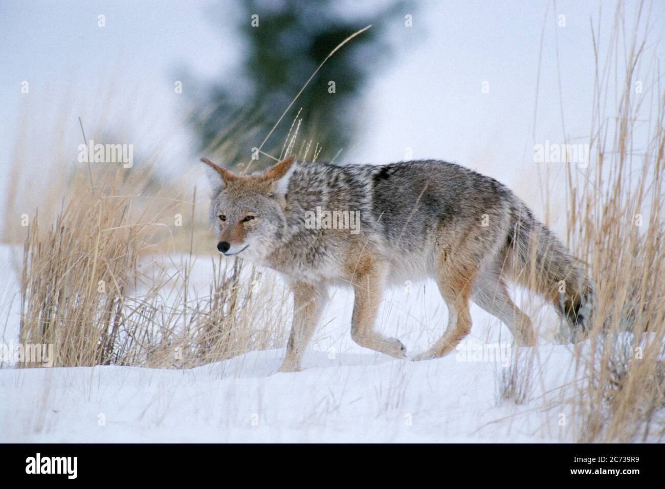 1990ER COYOTE CANIS LATRANS WANDERN IN VERSCHNEITEN WIESE YELLOWSTONE NATIONAL PARK WY USA - KZ5109 HFF002 HARS NORTH AMERICAN ROCKY PARKS YELLOWSTONE ZOOLOGY NATIONAL PARK PREDATOR WINTERLICH WY CANIS LATRANS COYOTE JÄGER SÄUGETIER NATIONAL PARK SERVICE ROCKY MOUNTAINS TRICKSTER WILDTIERE GREAT PLAINS ALTMODISCH Stockfoto