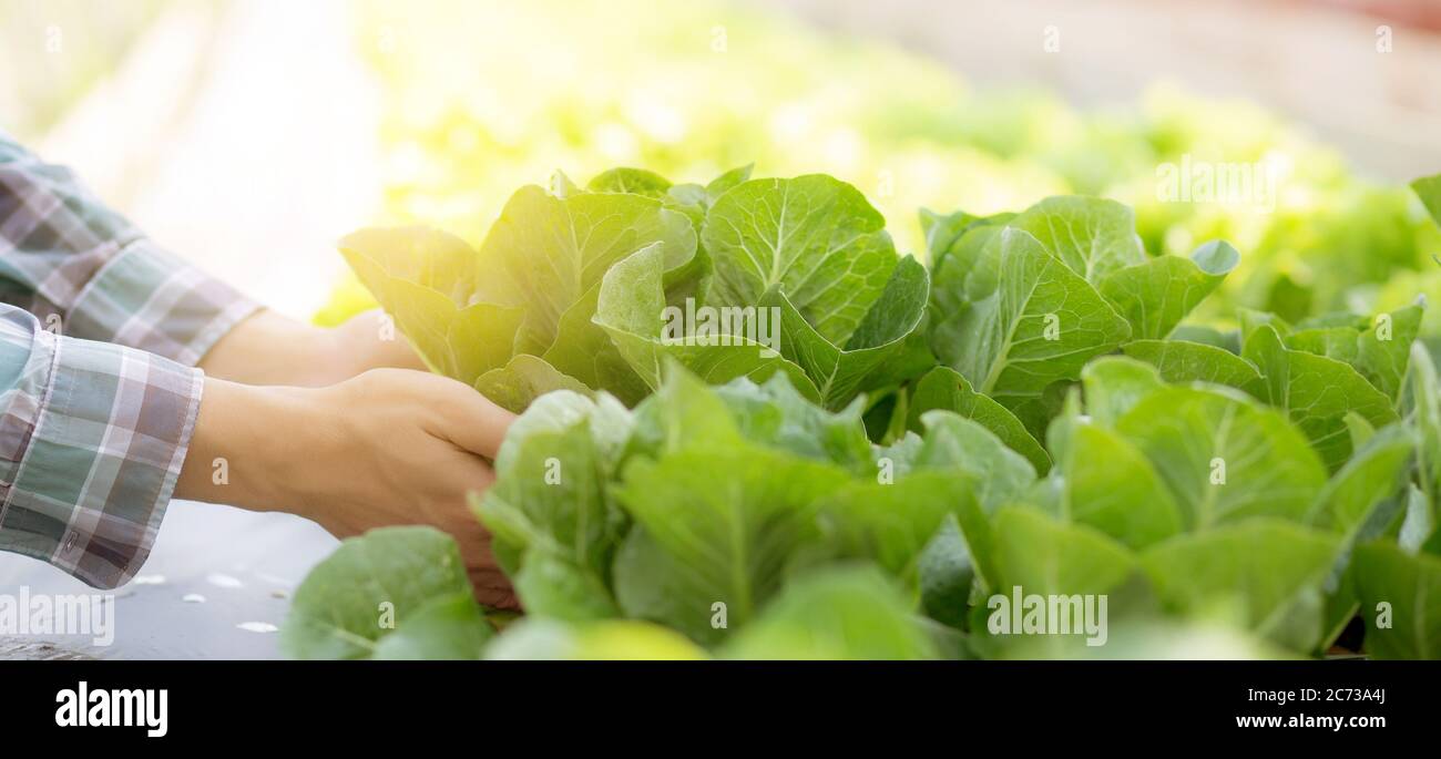 Closeup Hände jungen Mann Landwirt Überprüfung und hält frisches Bio-Gemüse in hydroponic Bauernhof, produzieren und Anbau grünen cos für die Ernte agricult Stockfoto