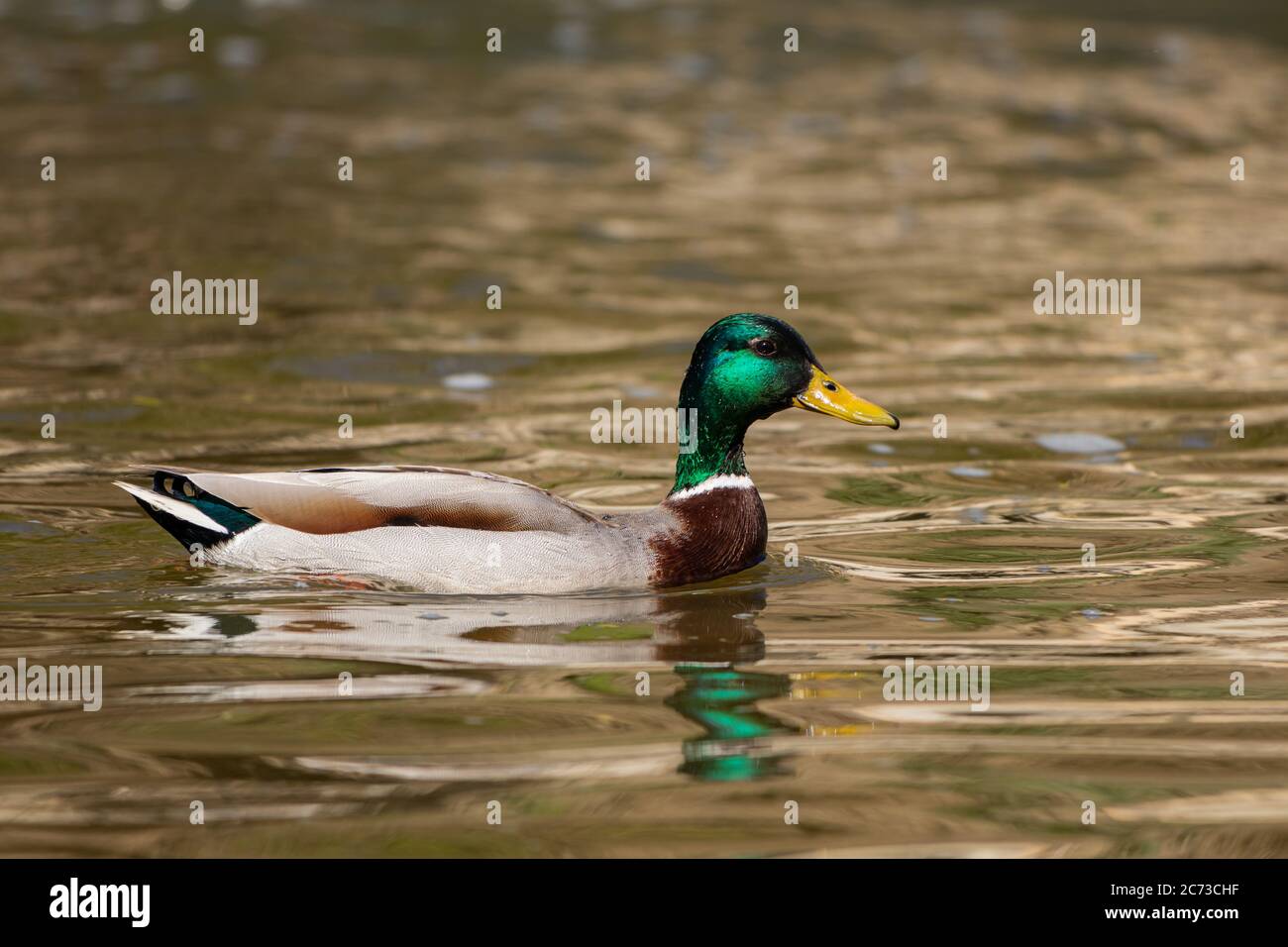 Eine männliche Mallard-Ente, die in einem kleinen Bach in st-eustache, quebec, schwimmt. Stockfoto