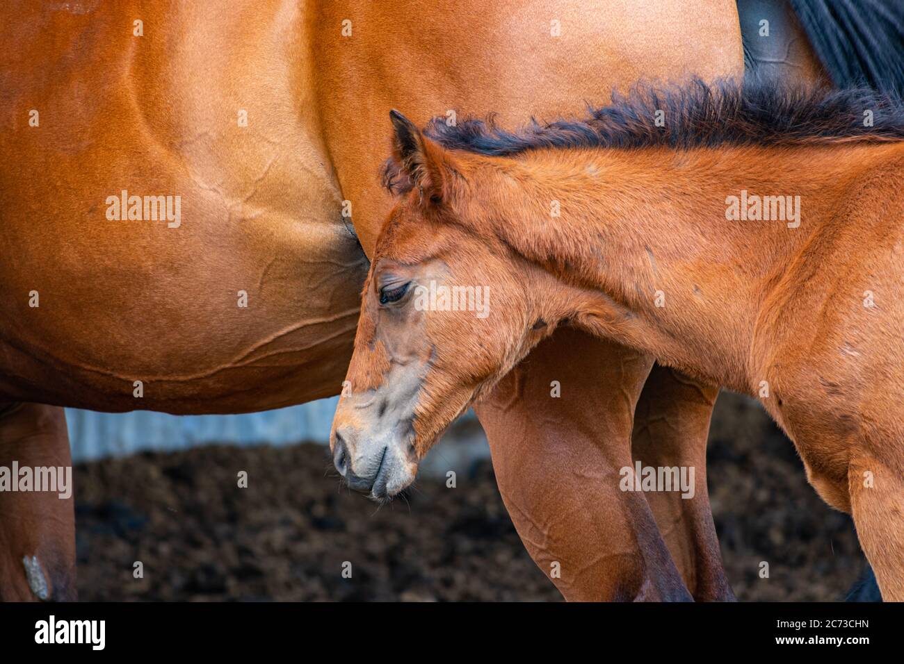 Ein kleines Pferd neben seiner Mutter. Stockfoto