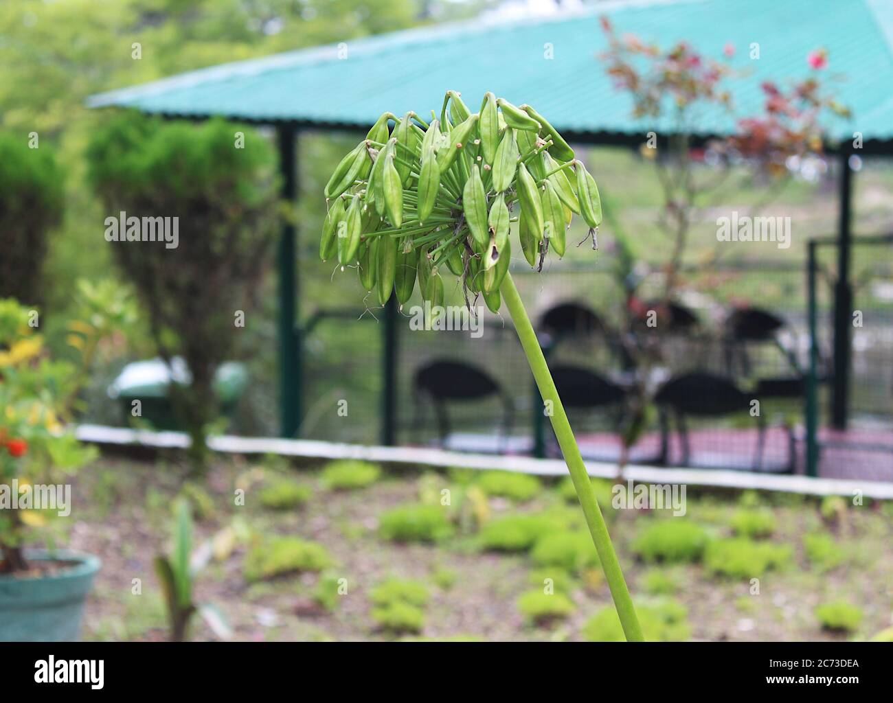 Nahaufnahme einer Blume afrikanischer Lilie Stockfoto