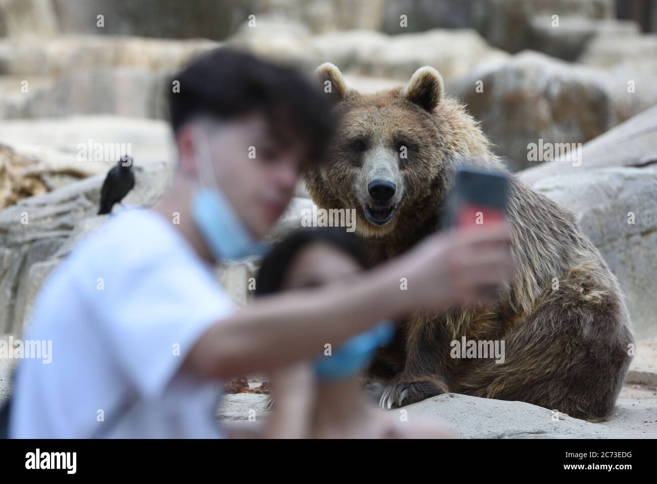 Madrid, Spanien. Juli 2020. Ein Paar mit Gesichtsmasken macht ein Selfie mit einem Braunbären im Zoo von Madrid.der Braunbär (Ursus arctos) ist der größte terrestrische Raubbär. In der Tierwelt ist es über Nord-Eurasien und Nordamerika verteilt. Sie ist nach wie vor von der IUCN mit einer Gesamtpopulation von etwa 200,000 Arten als am wenigsten besorgniserregende Art gelistet. Kredit: SOPA Images Limited/Alamy Live Nachrichten Stockfoto