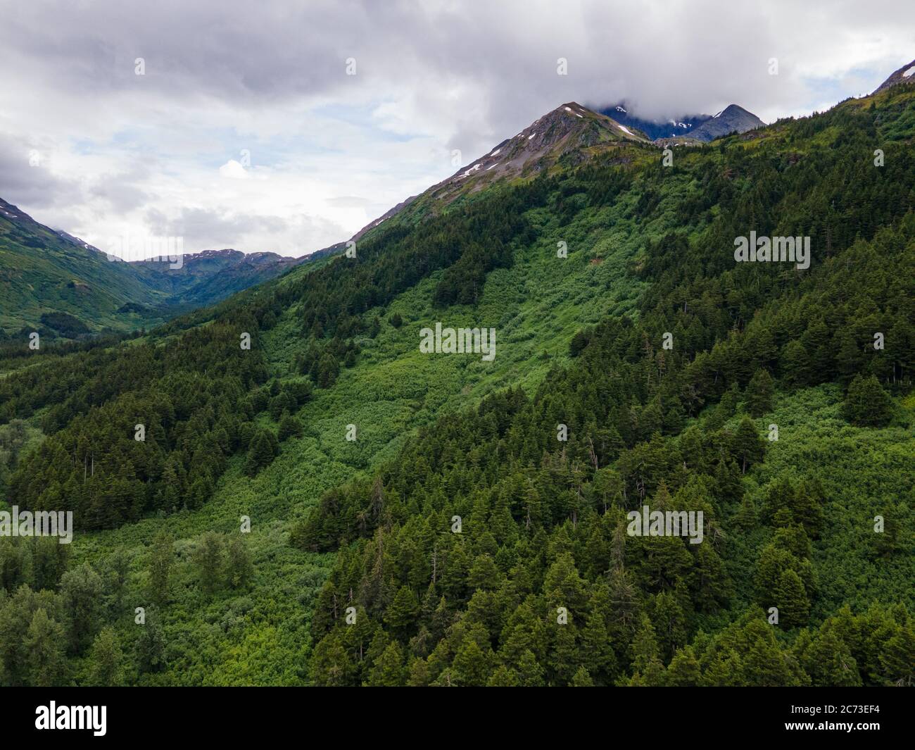 Alpenwald auf den Rampen der Hochgebirge Stockfoto