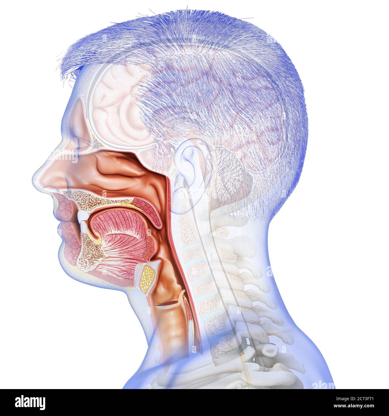 3d gerendert, medizinisch genaue Darstellung der männlichen Luftröhre und Speiseröhre Anatomie Stockfoto