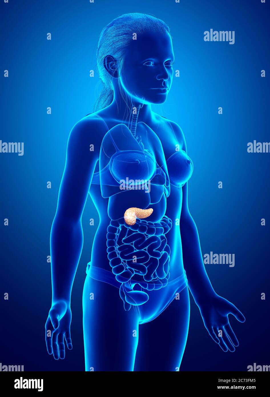3d gerendert, medizinisch genaue Darstellung eines jungen Mädchen Bauchspeicheldrüse Stockfoto