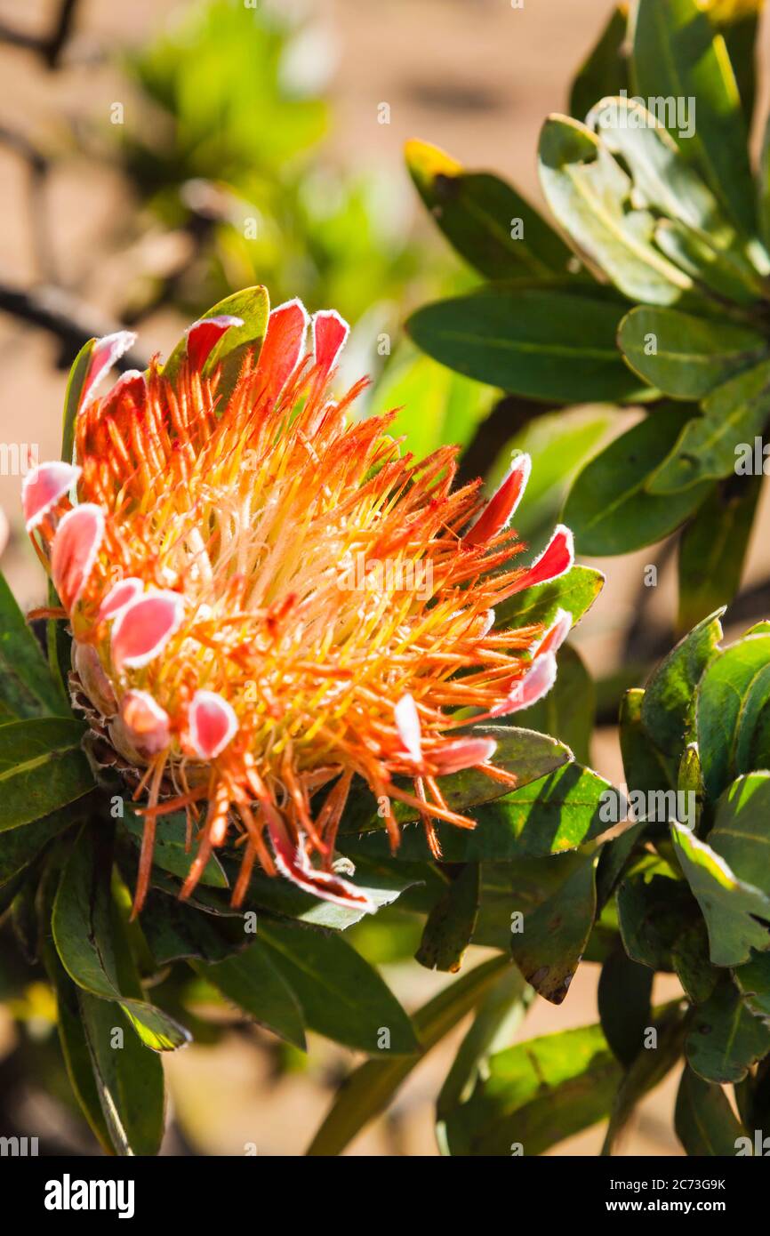 Protea Flower, Drakensberg, nahe Sani Pass, Mkhomazi Wilderness Area, KwaZulu-Natal, Südafrika, Afrika Stockfoto
