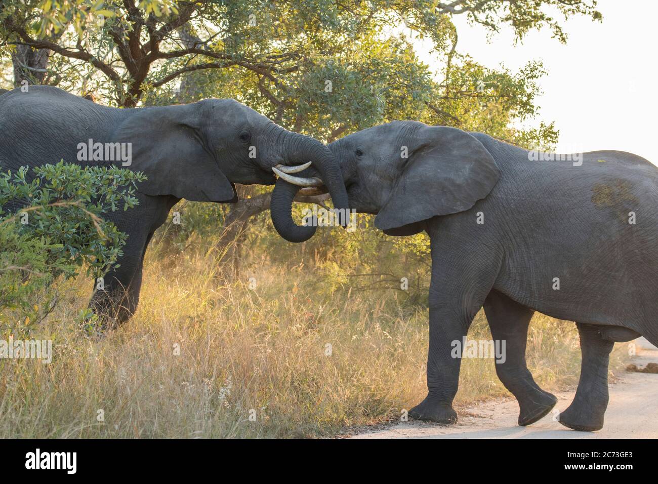 Elefanten nähern sich einander, Krüger Nationalpark, Provinz Mpumalanga, Südafrika, Afrika Stockfoto