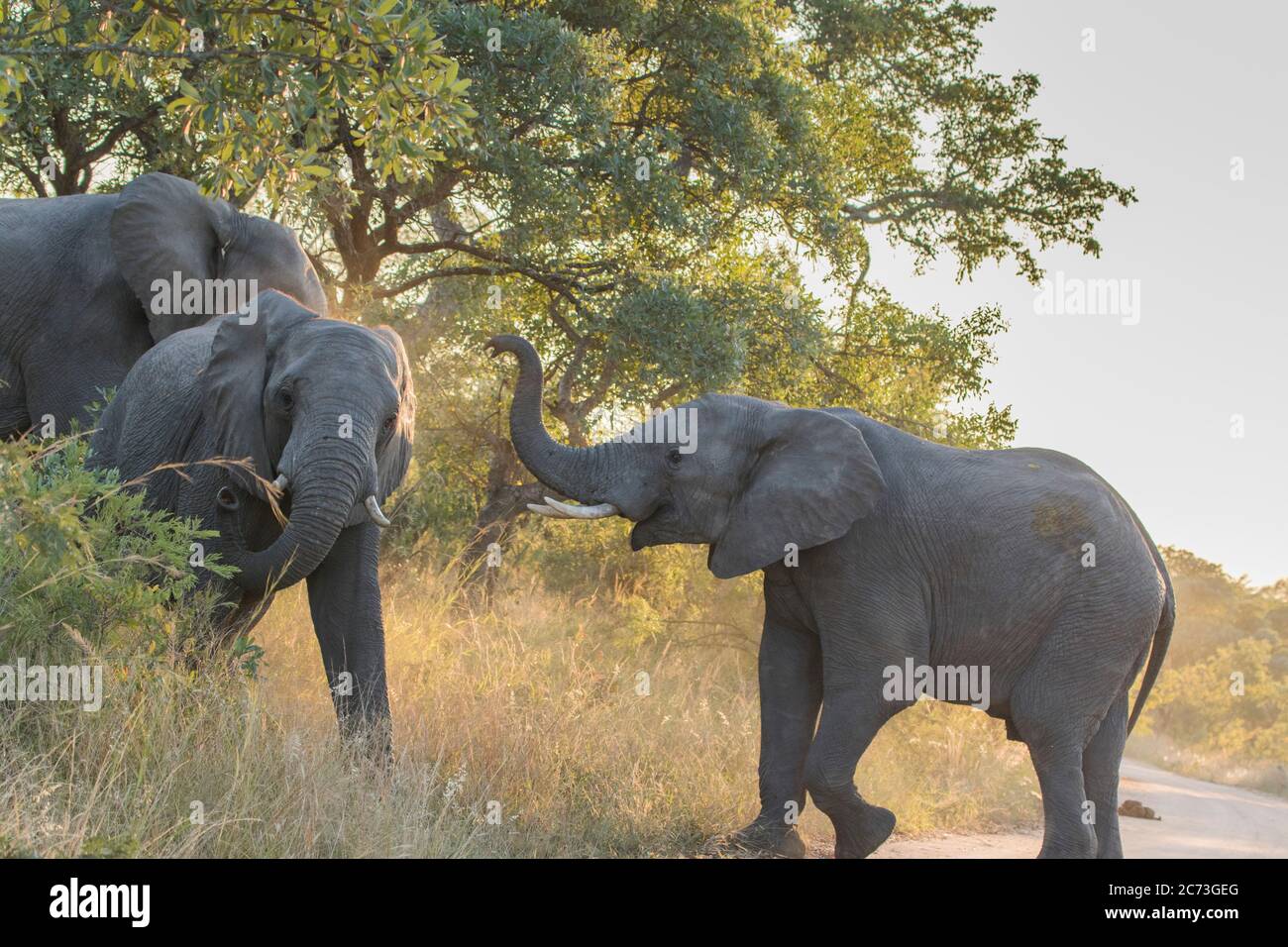 Elefanten nähern sich einander, Krüger Nationalpark, Provinz Mpumalanga, Südafrika, Afrika Stockfoto