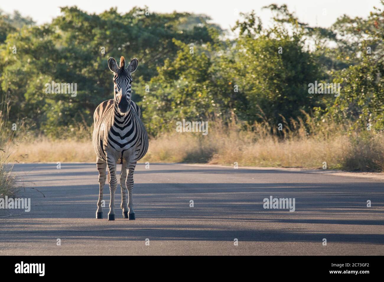 Zebra steht und hält Ausschau auf der Straße, Kruger Nationalpark, Mpumalanga Provinz, Südafrika, Afrika Stockfoto