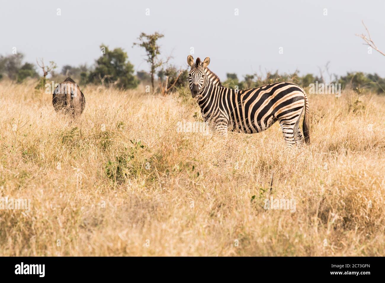 Zebra steht und sieht in Savanne, Krüger Nationalpark, Mpumalanga Provinz, Südafrika, Afrika Stockfoto