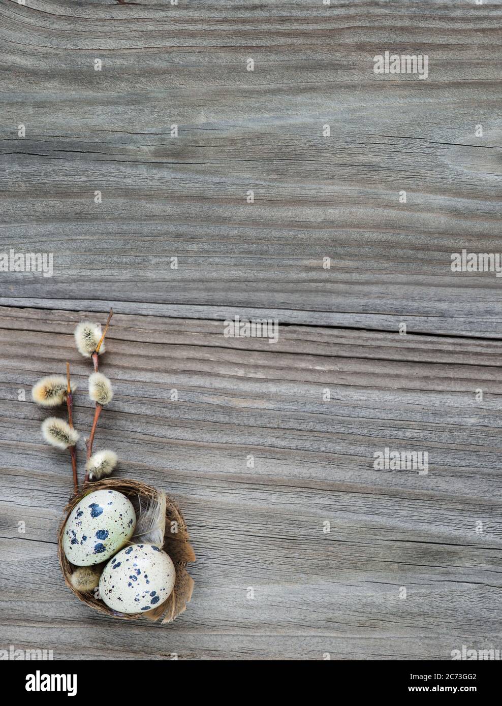 Zwei gefleckte Wachteleier in einem kleinen Nest und flauschige Weidenzweige auf dem Hintergrund der alten Holzbretter, mit Kopierraum Stockfoto