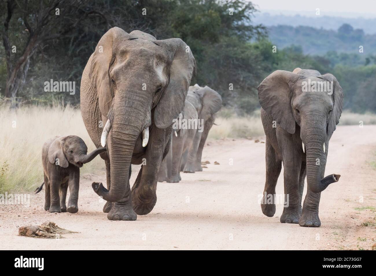 Elefanten, die zusammen mit einem Kalb unterwegs sind, Kruger Nationalpark, Provinz Mpumalanga, Südafrika, Afrika Stockfoto