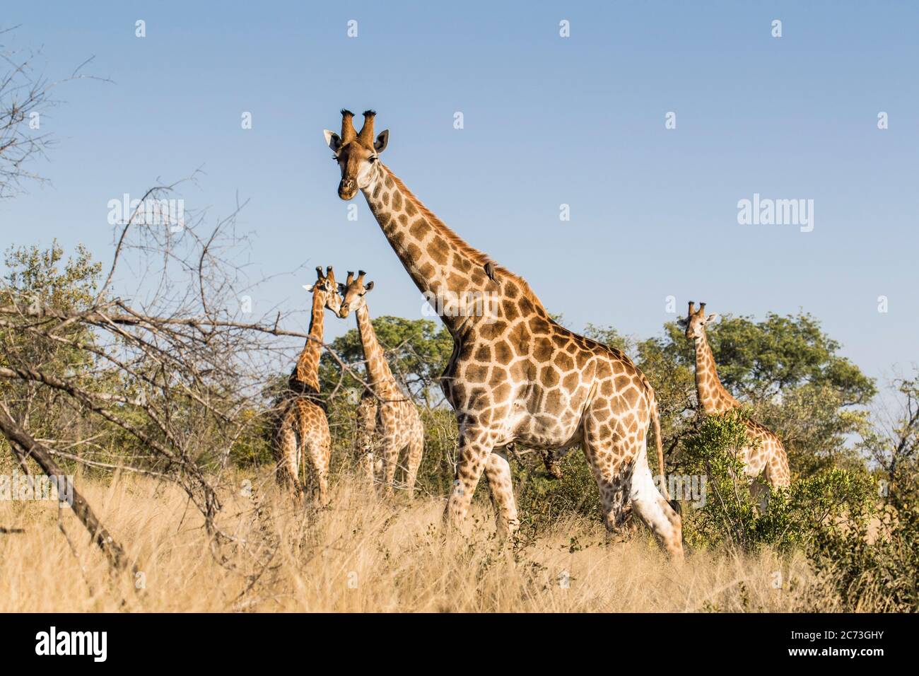Giraffen stehend und Aussichtspunkt in Savanne, Kruger Nationalpark, Mpumalanga Provinz, Südafrika, Afrika Stockfoto