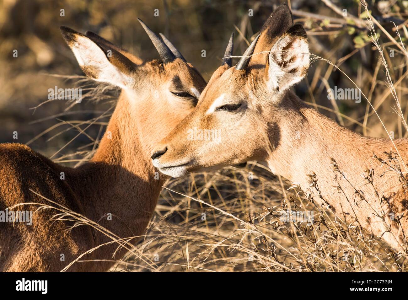 Impalas nähern sich einander, Krüger Nationalpark, Provinz Mpumalanga, Südafrika, Afrika Stockfoto