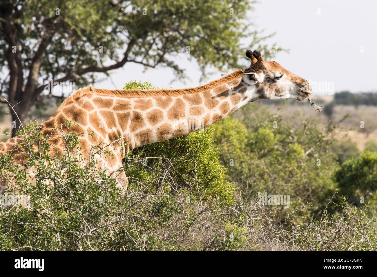 Giraffe frisst Blätter im Busch, Krüger Nationalpark, Mpumalanga Provinz, Südafrika, Afrika Stockfoto