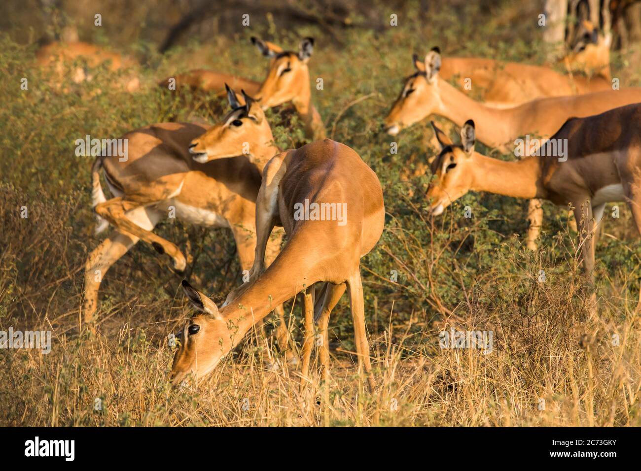 Impala Herde essen im Busch, Kruger Nationalpark, Mpumalanga Provinz, Südafrika, Afrika Stockfoto