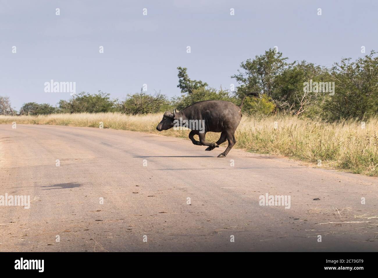 Buffalo überquert die Straße in Panik, Kruger Nationalpark, Mpumalanga Provinz, Südafrika, Afrika Stockfoto