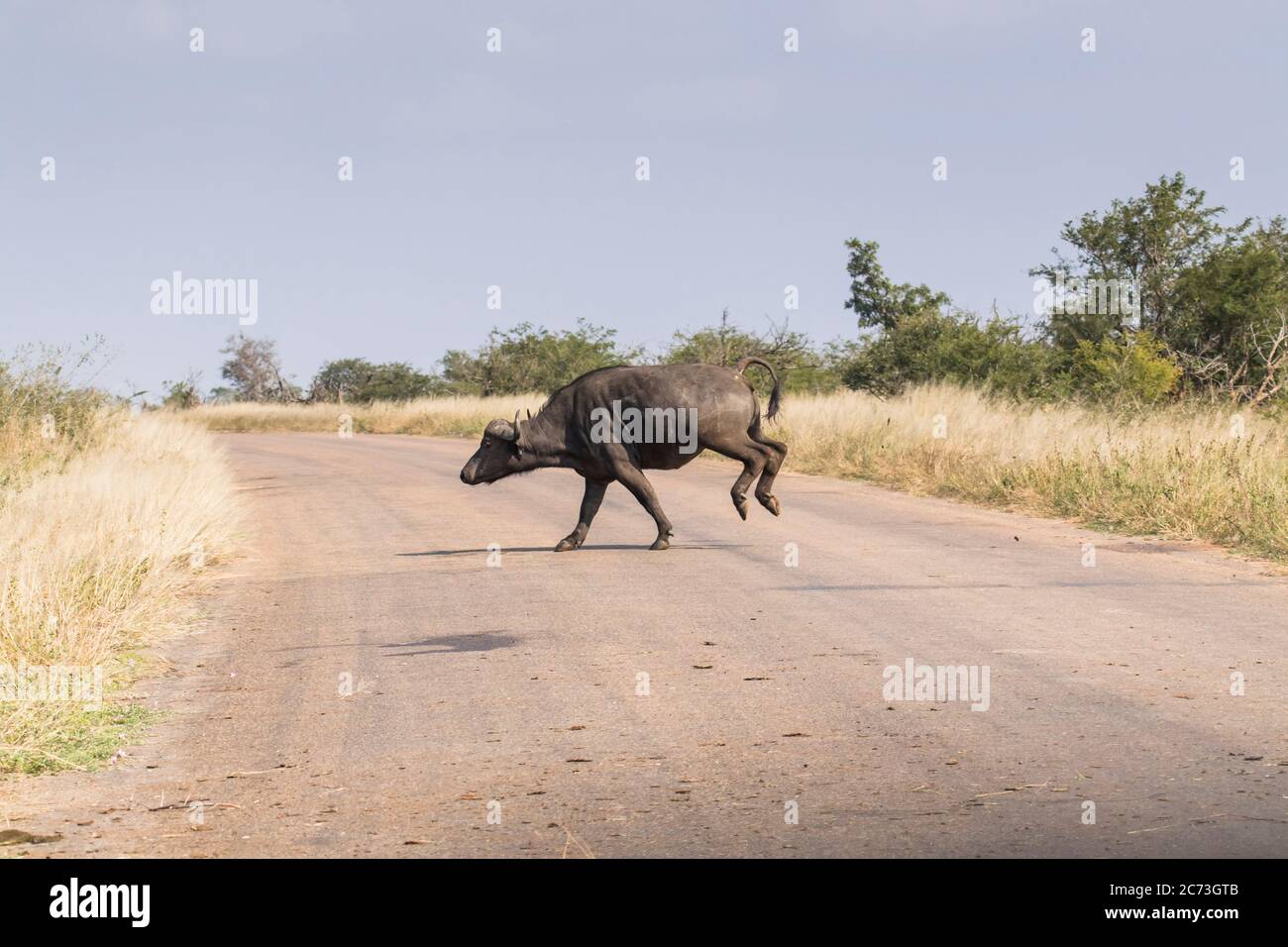 Buffalo überquert die Straße in Panik, Kruger Nationalpark, Mpumalanga Provinz, Südafrika, Afrika Stockfoto