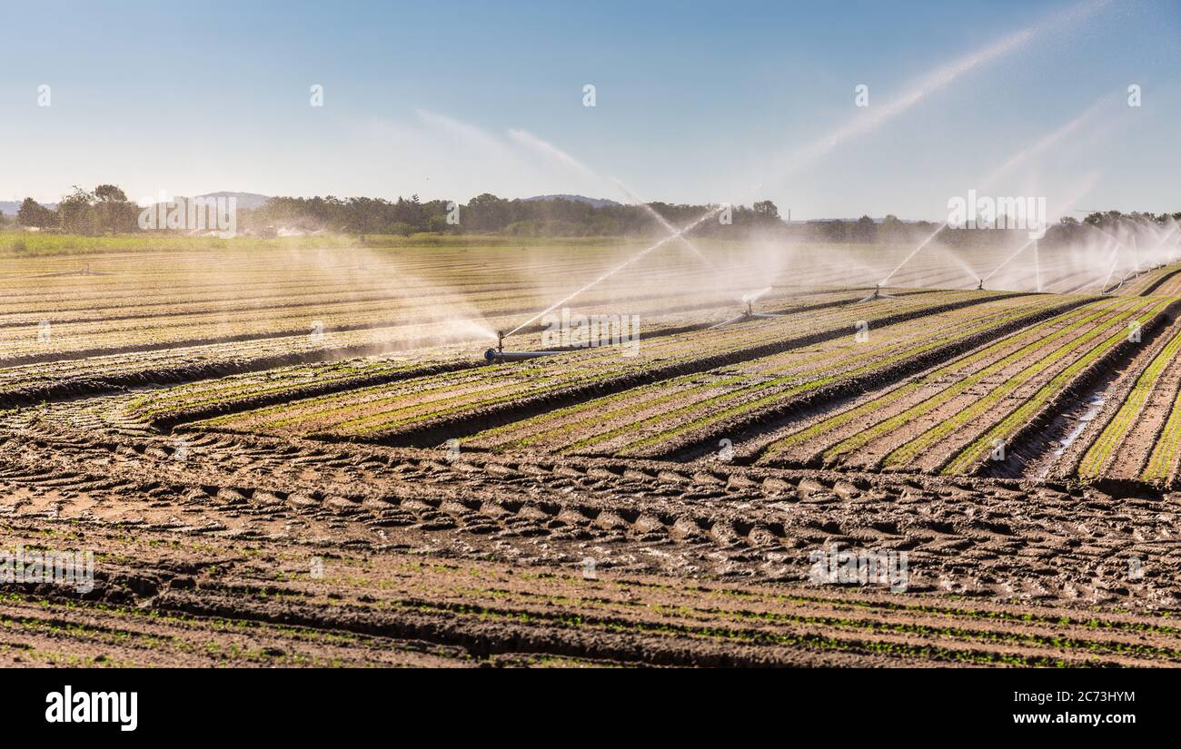 Bewässerungssystem auf einem großen Feld. Sprinklerinstallation Stockfoto