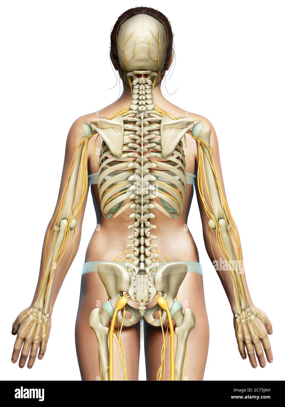 3d-Darstellung medizinisch akkurate Darstellung eines weiblichen Nervensystems und Skelettsystem Stockfoto