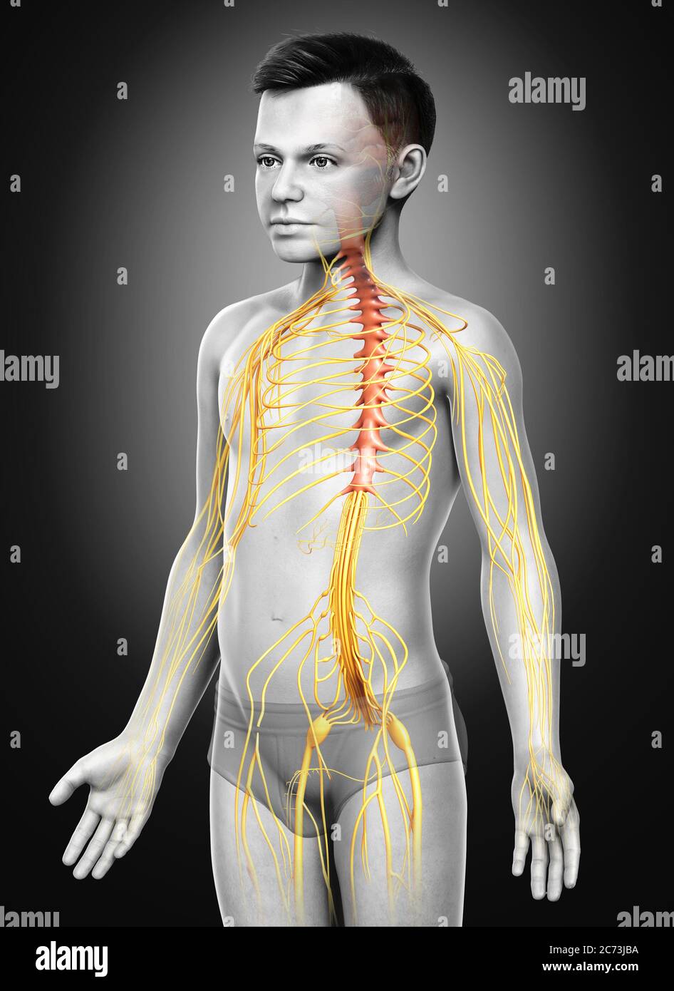 3d gerendert, medizinisch genaue Darstellung eines jungen Magen und Dünndarm Stockfoto