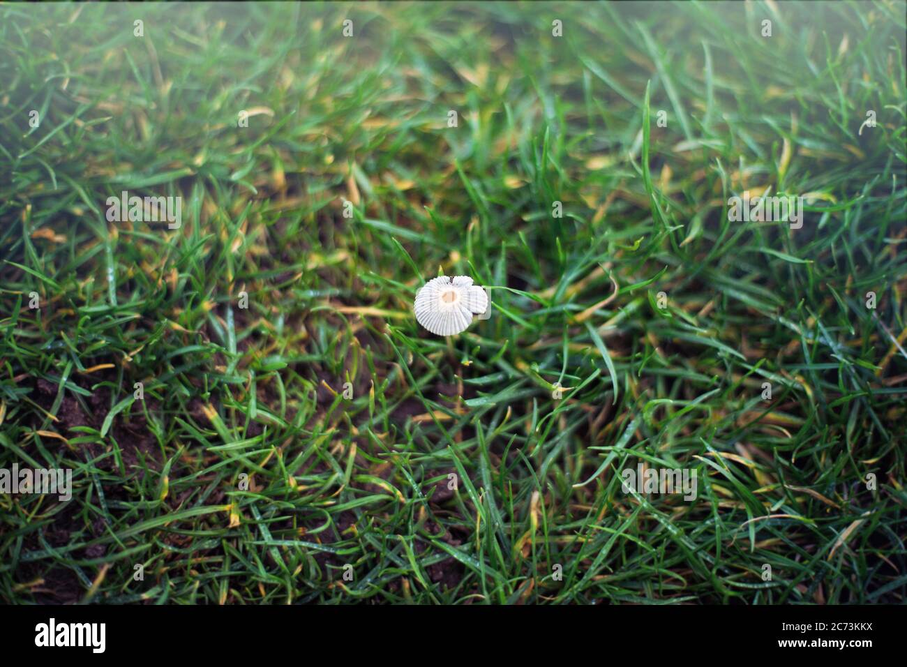 Ein kleiner und feiner mycena Pilz auf dem nassen Grasfeld im Winter in Großbritannien Stockfoto