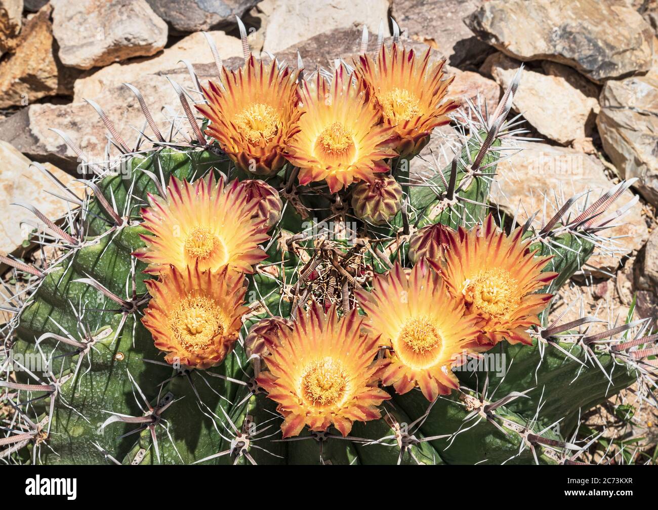 Nahaufnahme der Spitze eines Arizona Barrel Kaktus mit acht gelben und roten Blüten zwischen Fischhaken Stacheln in einem Steingarten Stockfoto