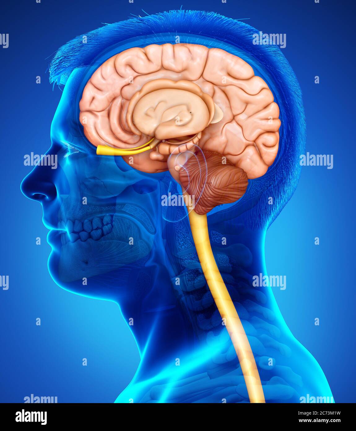 3d-Rendering medizinische Illustration der männlichen Hirnanatomie Stockfoto