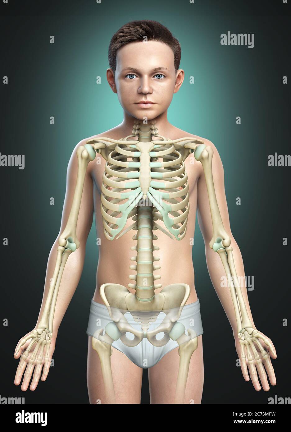 3d gerendert, medizinisch genaue Darstellung eines jungen Skelettsystems Stockfoto