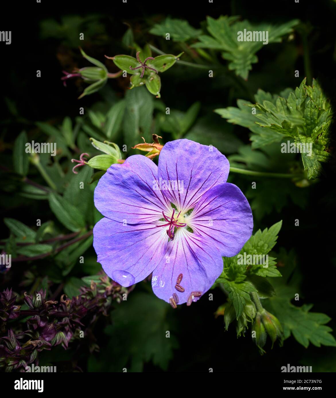 Die zierliche violett gefärbte fünf-blättrige Blume der Wiesenkrangelpflanze (Geranium pratense). Stockfoto