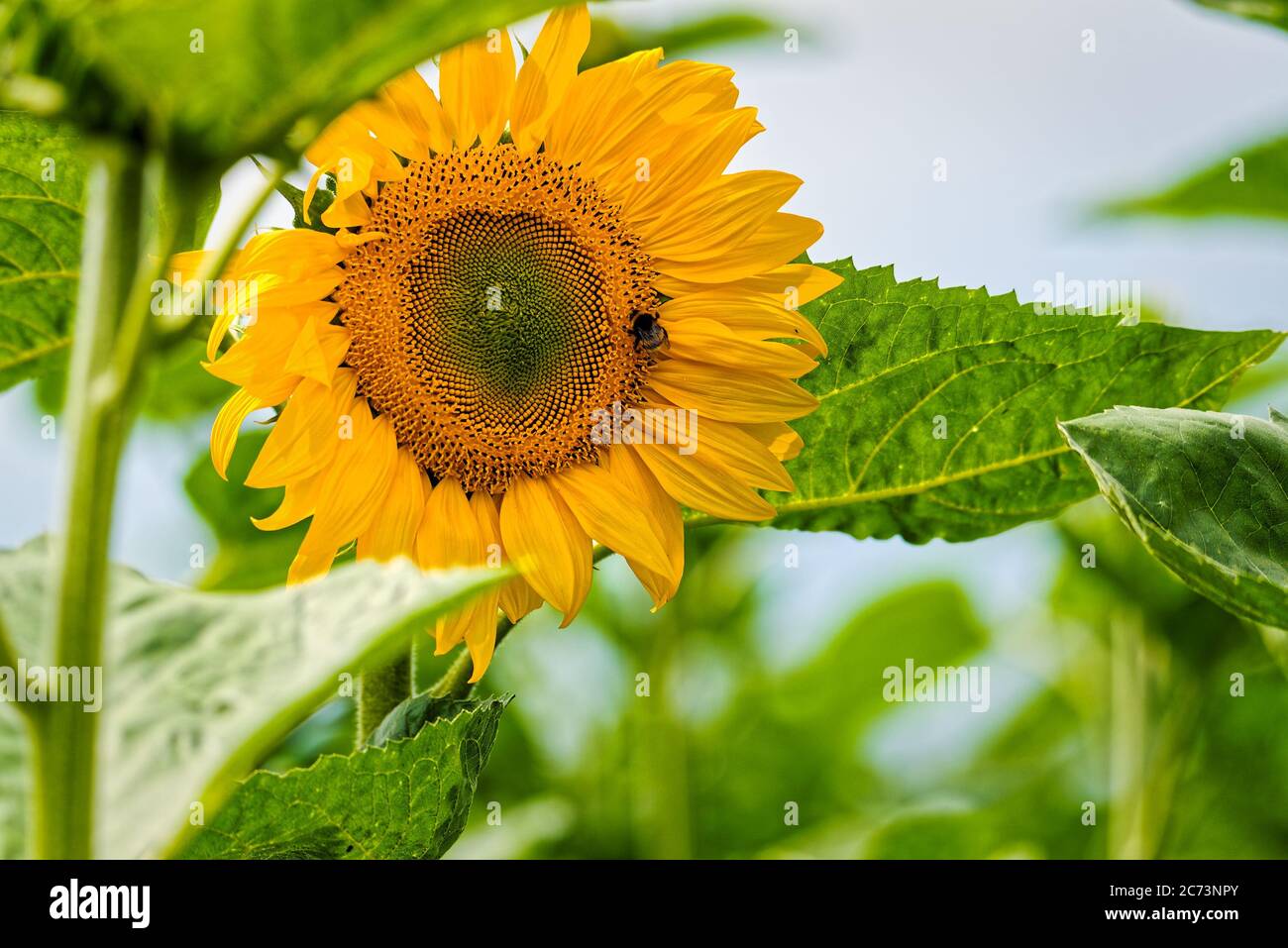 Bereich der gelb blühende Sonnenblumen in der Sonne Stockfoto