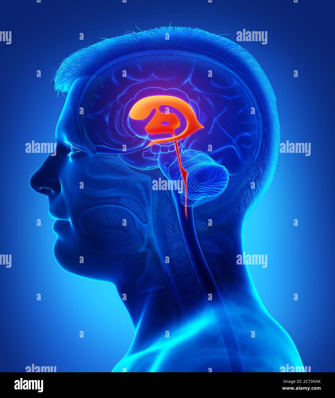 3d-Rendering medizinische Illustration der männlichen Hirnventrikel Anatomie Stockfoto