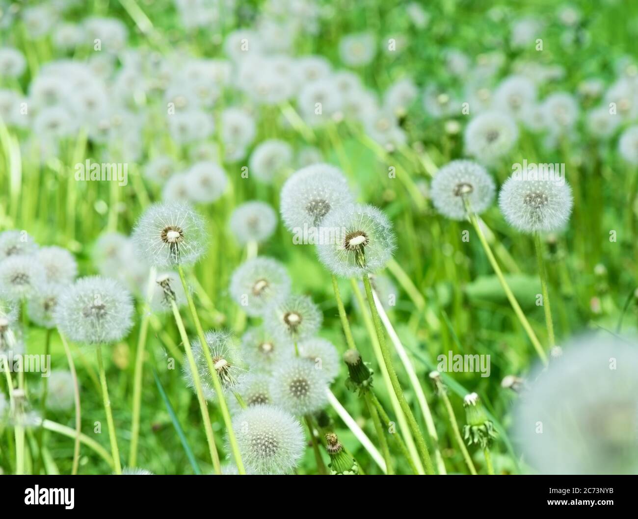 Löwenzahn Flusen in grünem Gras im Freien Stockfoto