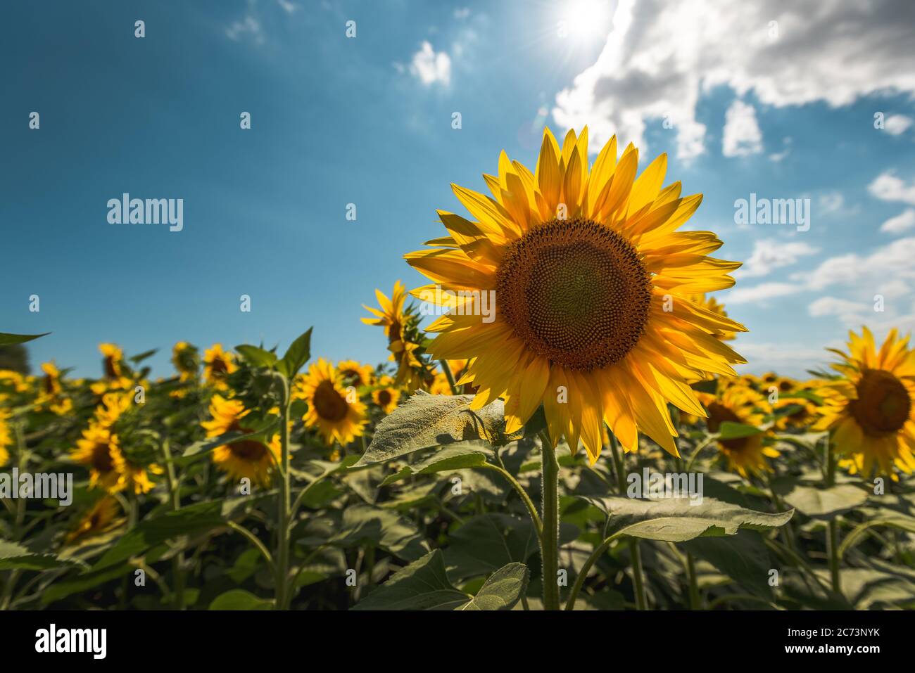 Sonnenblumen Landschaft mit Sonnenlicht Stockfoto