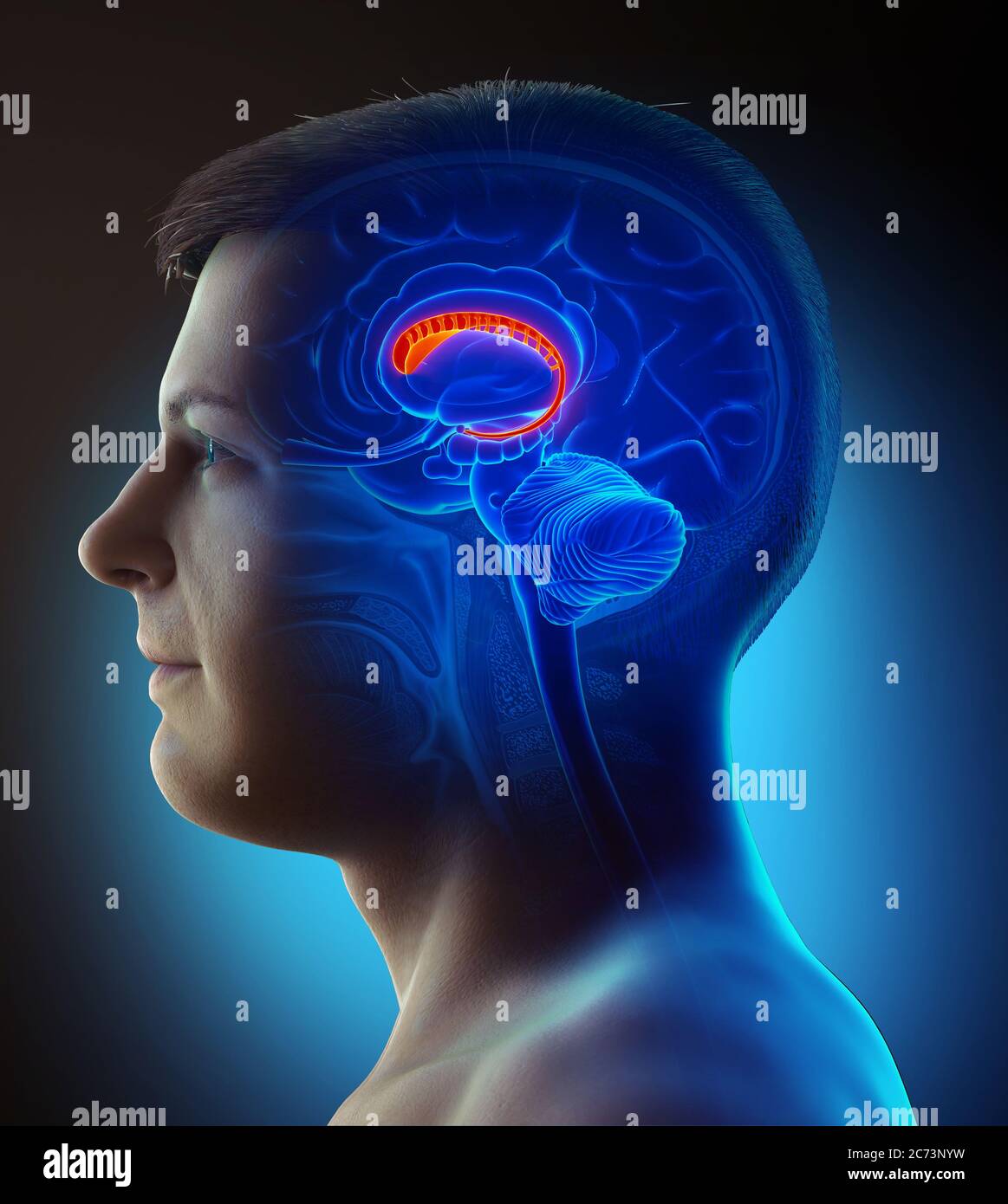 3d-gerendert medizinisch genaue Darstellung eines männlichen Gehirns Anatomie-der Kaudatenkern Stockfoto