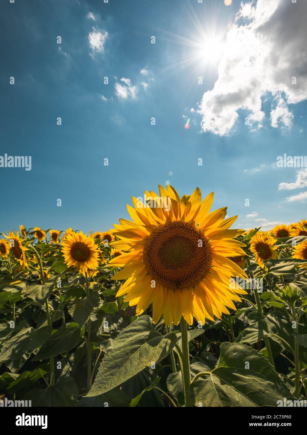 Sonnenblumen Landschaft mit Sonnenlicht Stockfoto