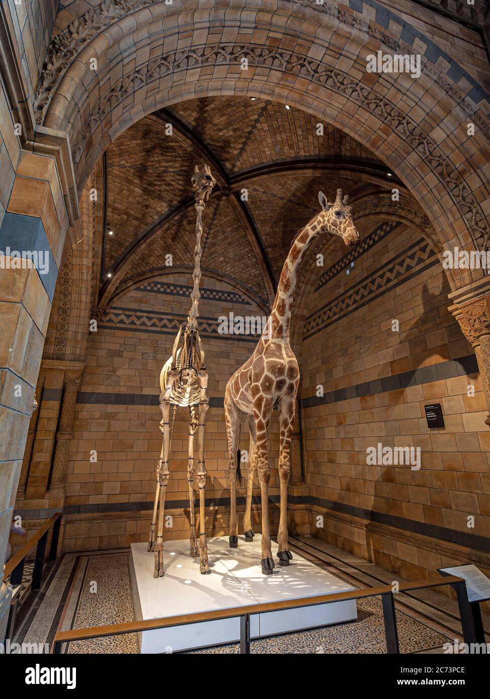 London, Großbritannien. Etwa Dezember 2019. Eine gefüllte Giraffe im Natural History Museum of London. Stockfoto