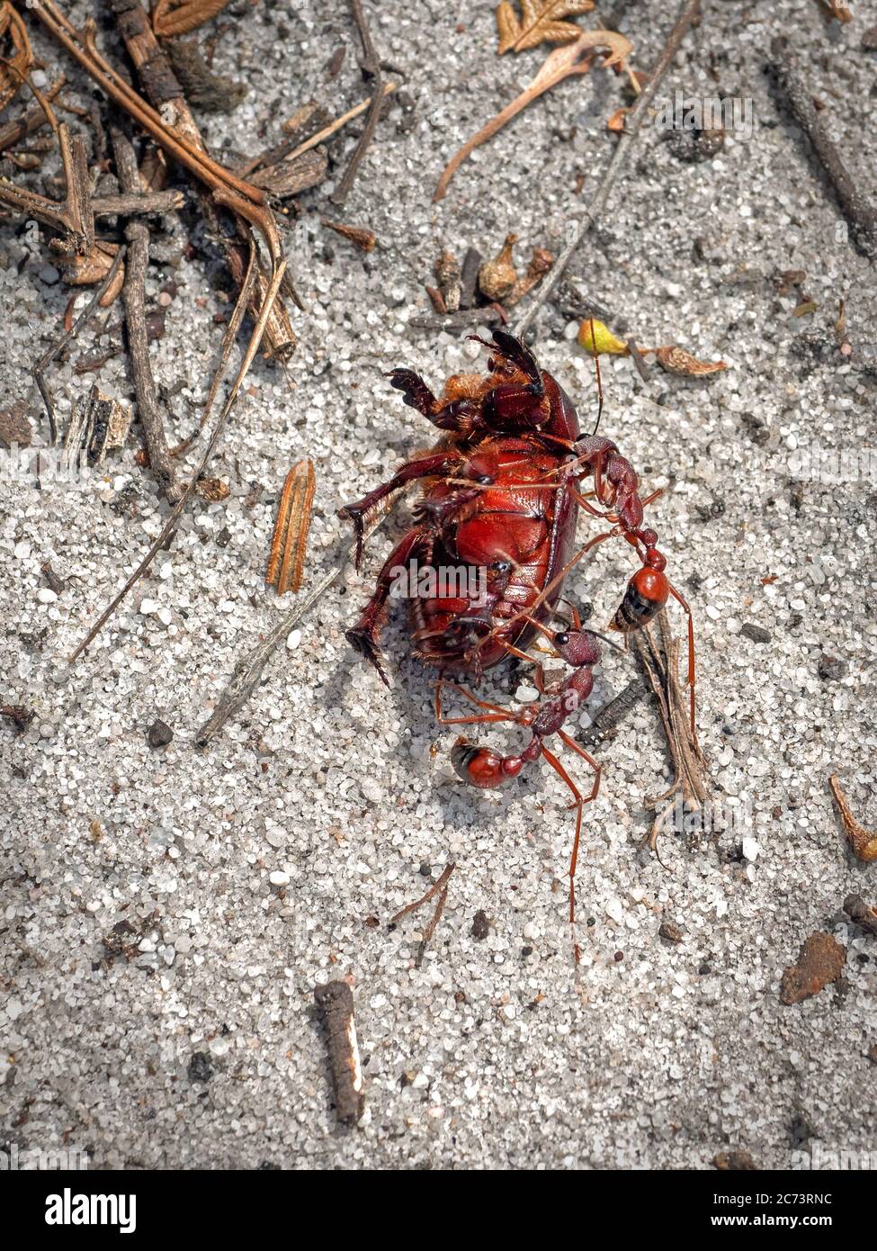 Bullen Ameisen bewegen einen toten Käfer. Stockfoto