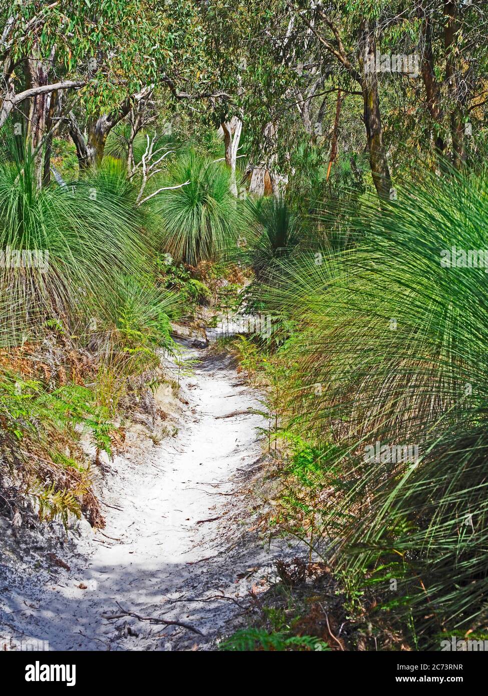 Grasbäume bei Greens Bush, Australien. Stockfoto