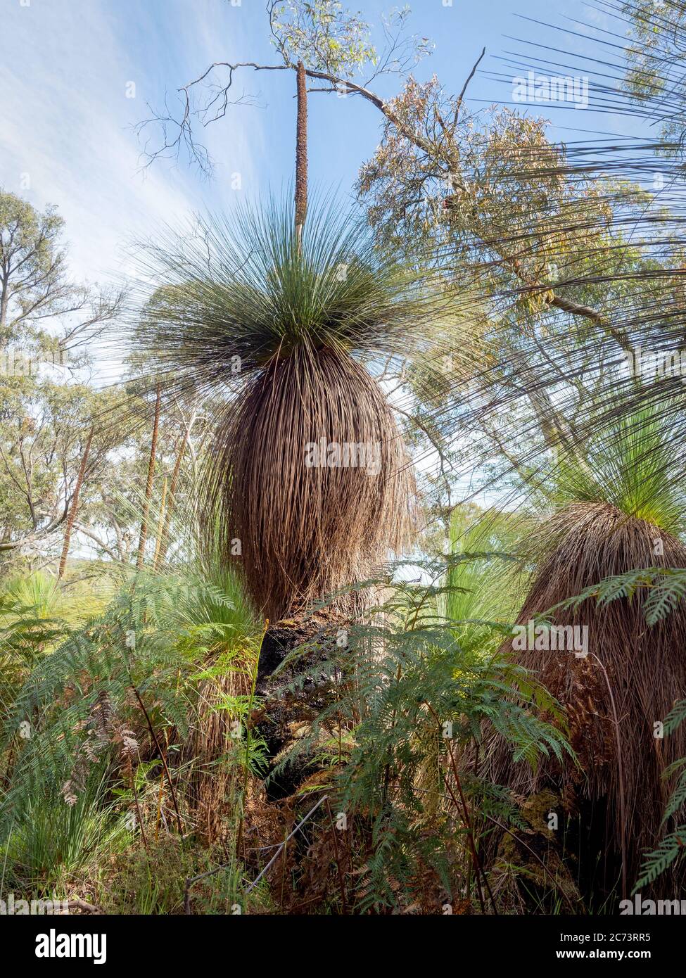 Grasbäume bei Greens Bush, Australien. Stockfoto