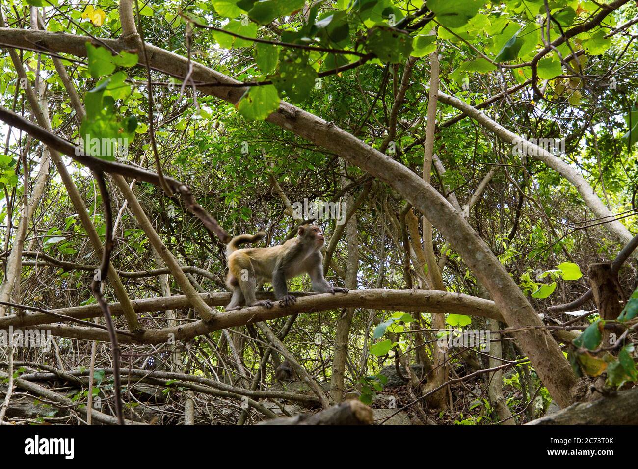 Affe im Naturwald, Vietnam Stockfoto