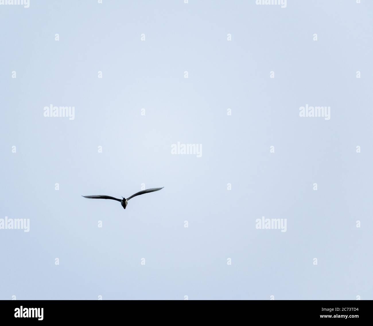 Isolated Silhouette Heron Bird Stockfotos Und Bilder Kaufen Seite 2 Alamy
