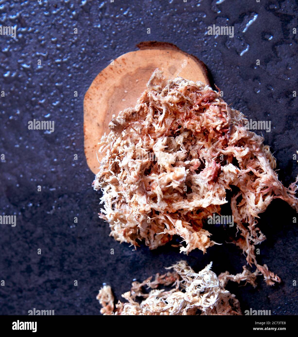 Getrocknetes Sphagnum Moos mit Wasser auf dunklem Hintergrund bespritzt. Stockfoto