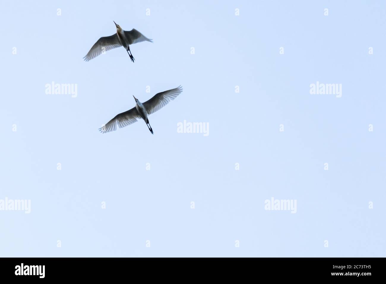 Alle Vogel Fliegen Hoch Stockfotos Und Bilder Kaufen Alamy