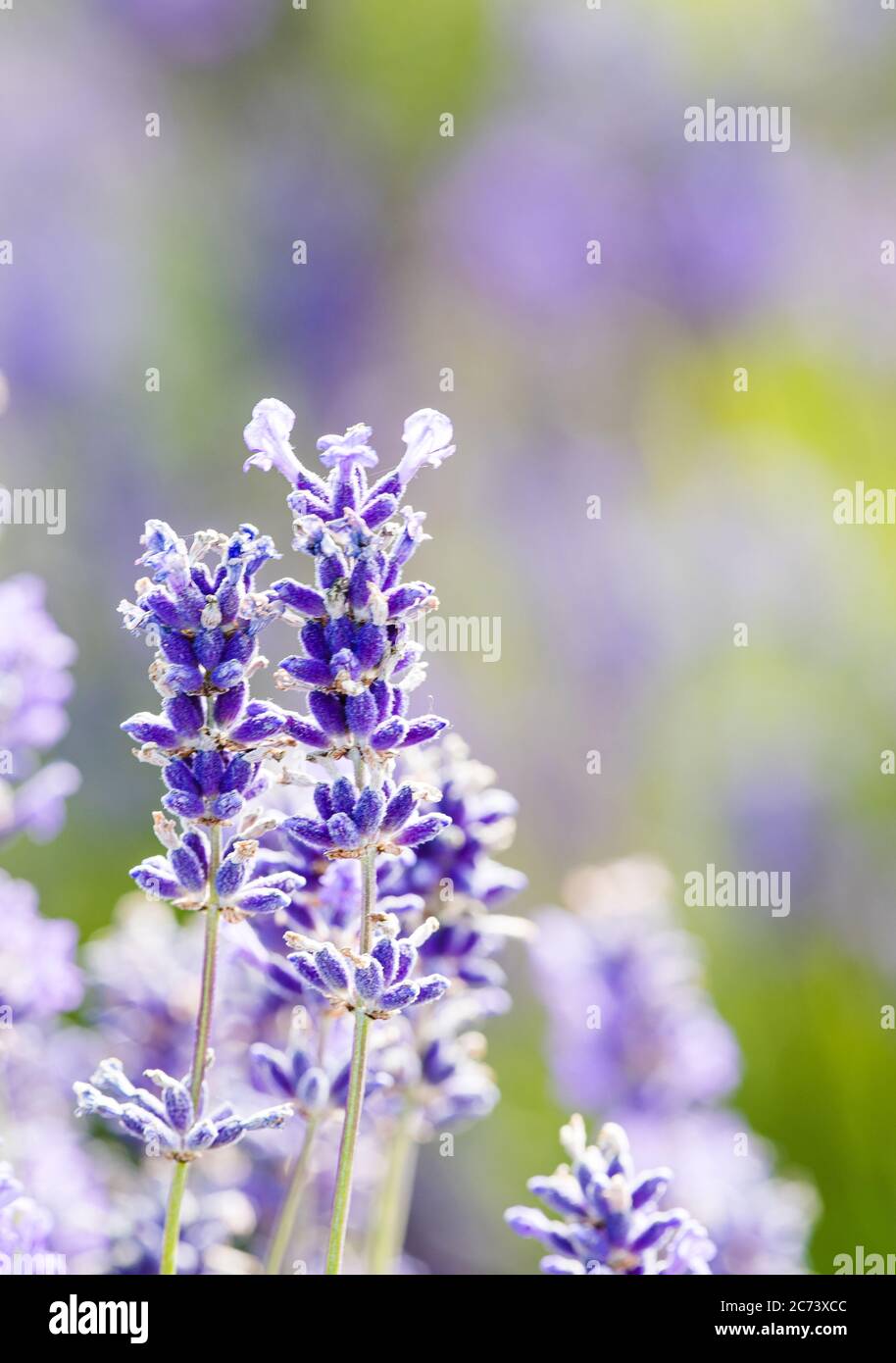 Blüten von Cotswolds Lavendel bei Snowshill Stockfoto