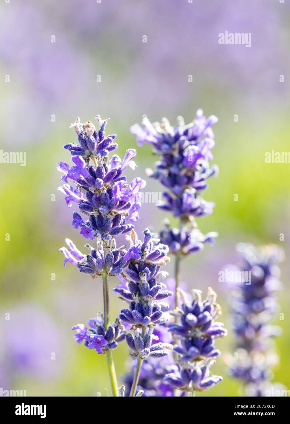 Blüten von Cotswolds Lavendel bei Snowshill Stockfoto